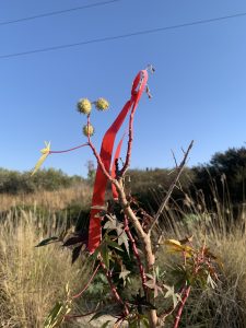 A thin red ribbon hanging from a thorny bush fluttering in the wind